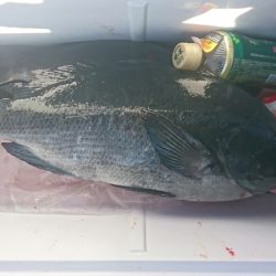 しば渡船 釣果