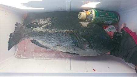 しば渡船 釣果