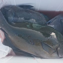 しば渡船 釣果