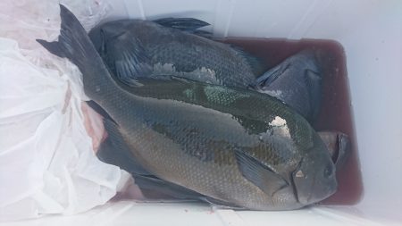 しば渡船 釣果