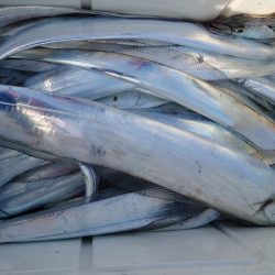 シースナイパー海龍 釣果