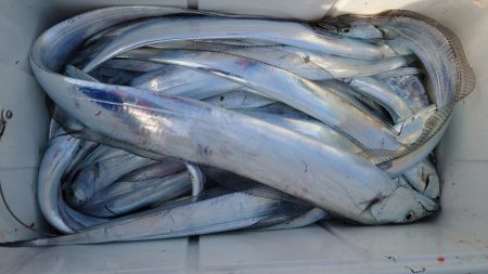 シースナイパー海龍 釣果