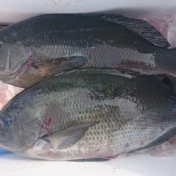 しば渡船 釣果