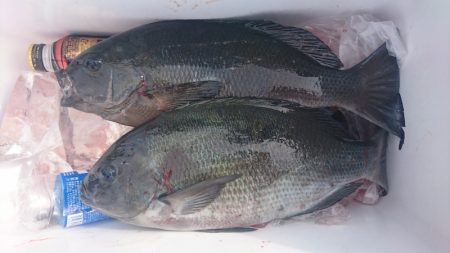 しば渡船 釣果