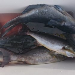 しば渡船 釣果
