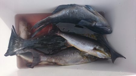 しば渡船 釣果