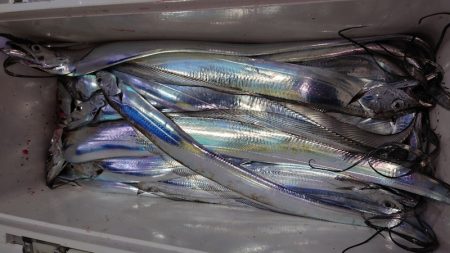 シースナイパー海龍 釣果