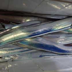 シースナイパー海龍 釣果