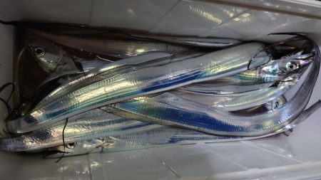 シースナイパー海龍 釣果