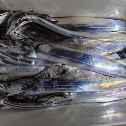 シースナイパー海龍 釣果