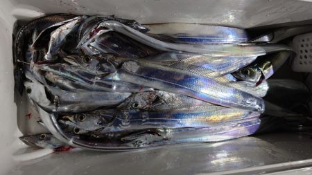 シースナイパー海龍 釣果