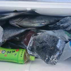 しば渡船 釣果