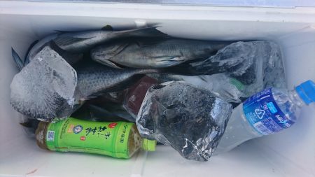 しば渡船 釣果