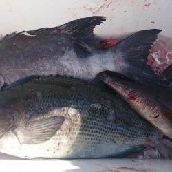 しば渡船 釣果