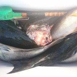 しば渡船 釣果