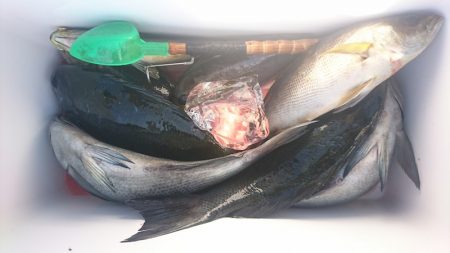 しば渡船 釣果