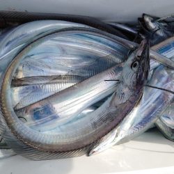 シースナイパー海龍 釣果