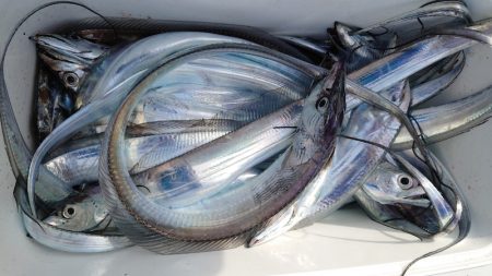 シースナイパー海龍 釣果