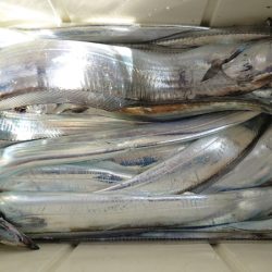 シースナイパー海龍 釣果