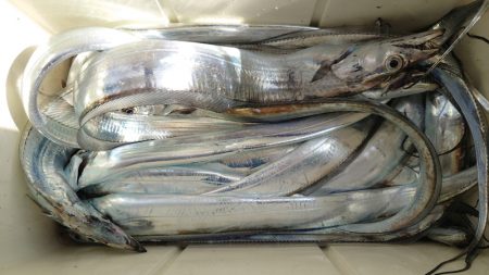 シースナイパー海龍 釣果