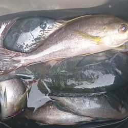 しば渡船 釣果
