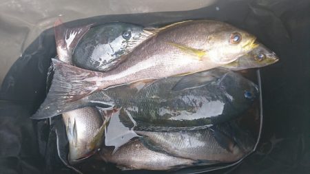 しば渡船 釣果