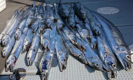 遊漁船　家入 釣果