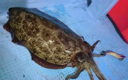 シースナイパー海龍 釣果