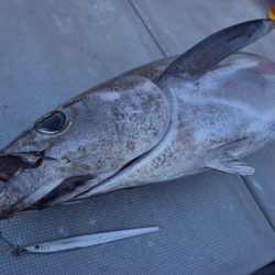 渡船屋たにぐち 釣果
