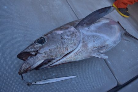 渡船屋たにぐち 釣果