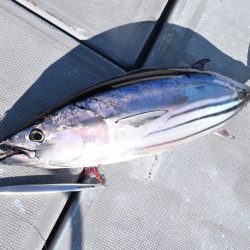 渡船屋たにぐち 釣果