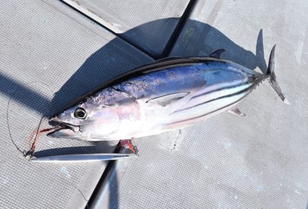 渡船屋たにぐち 釣果