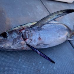 渡船屋たにぐち 釣果
