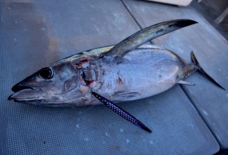 渡船屋たにぐち 釣果
