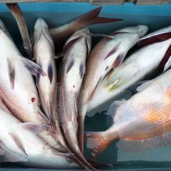 第二八坂丸 釣果