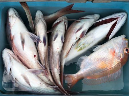 第二八坂丸 釣果