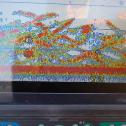 アマテラス 釣果