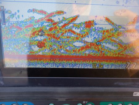 アマテラス 釣果