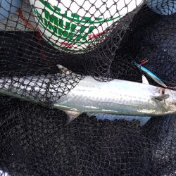 第二龍勢丸 釣果