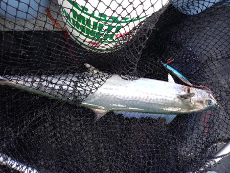 第二龍勢丸 釣果