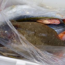 第二龍勢丸 釣果