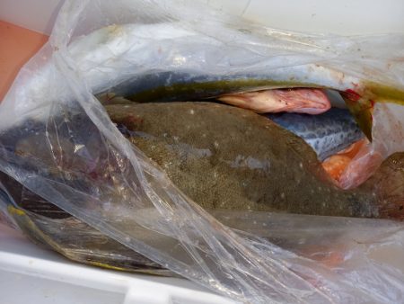 第二龍勢丸 釣果