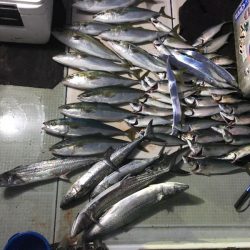 エムズジャーク(M’s JERK) 釣果