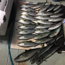 エムズジャーク(M’s JERK) 釣果