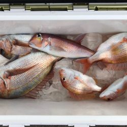 第二八坂丸 釣果