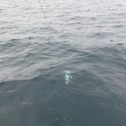 龍神丸(鹿児島) 釣果