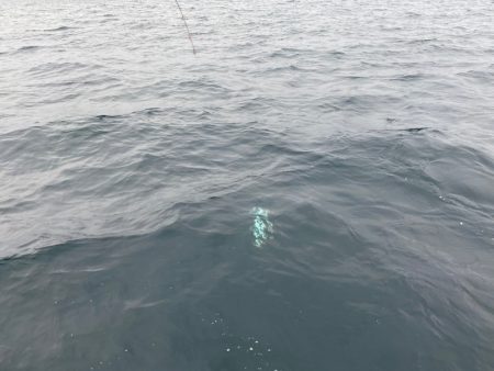 龍神丸(鹿児島) 釣果