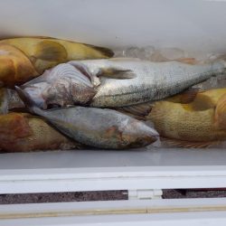 第二龍勢丸 釣果