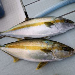 アマテラス 釣果