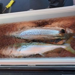 海龍丸(石川) 釣果